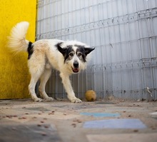 ZADIG, Hund, Herdenschutzhund-Mix in Rumänien - Bild 7