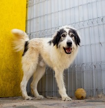 ZADIG, Hund, Herdenschutzhund-Mix in Rumänien - Bild 8