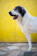 ZADIG, Hund, Herdenschutzhund-Mix in Rumänien - Bild 9