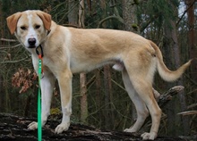 MERLIN, Hund, Mischlingshund in Rehburg-Loccum - Bild 10