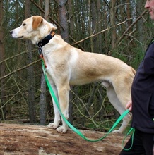 MERLIN, Hund, Mischlingshund in Brandenburg - Bild 13
