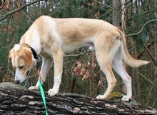 MERLIN, Hund, Mischlingshund in Rehburg-Loccum - Bild 21