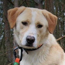 MERLIN, Hund, Mischlingshund in Brandenburg - Bild 5