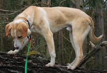 MERLIN, Hund, Mischlingshund in Brandenburg - Bild 8