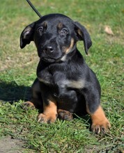 WLADI, Hund, Mischlingshund in Ungarn - Bild 1