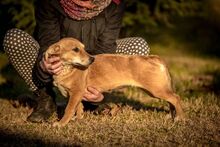 FRUTTI, Hund, Mischlingshund in Ungarn - Bild 3
