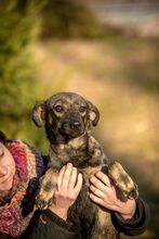 TUTTI, Hund, Mischlingshund in Ungarn - Bild 1