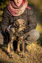 TUTTI, Hund, Mischlingshund in Ungarn - Bild 2