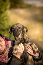 TUTTI, Hund, Mischlingshund in Ungarn - Bild 3
