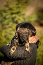 TUTTI, Hund, Mischlingshund in Ungarn - Bild 4