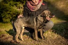 TUTTI, Hund, Mischlingshund in Ungarn - Bild 5