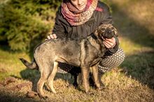 TUTTI, Hund, Mischlingshund in Ungarn - Bild 6