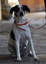 LUNA, Hund, Bodeguero Andaluz in Spanien - Bild 4