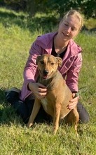 LIZA2, Hund, Mischlingshund in Ungarn - Bild 3