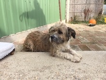 TERKA, Hund, Mischlingshund in Ungarn - Bild 1