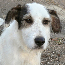 KATANA, Hund, Mischlingshund in Spanien - Bild 11