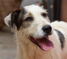 KATANA, Hund, Mischlingshund in Spanien - Bild 12