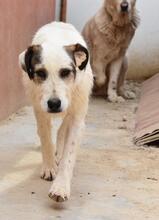 KATANA, Hund, Mischlingshund in Spanien - Bild 13
