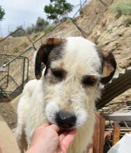 KATANA, Hund, Mischlingshund in Spanien - Bild 14