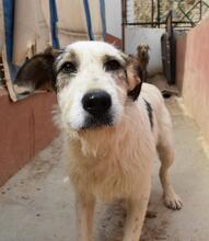 KATANA, Hund, Mischlingshund in Spanien - Bild 15
