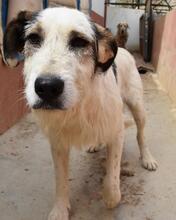KATANA, Hund, Mischlingshund in Spanien - Bild 16