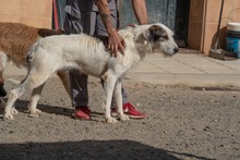 KATANA, Hund, Mischlingshund in Spanien - Bild 2