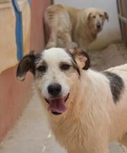 KATANA, Hund, Mischlingshund in Spanien - Bild 20