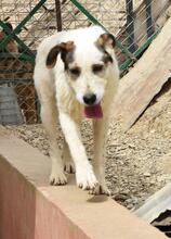 KATANA, Hund, Mischlingshund in Spanien - Bild 21