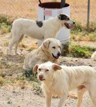 KATANA, Hund, Mischlingshund in Spanien - Bild 22