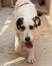 KATANA, Hund, Mischlingshund in Spanien - Bild 23