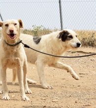 KATANA, Hund, Mischlingshund in Spanien - Bild 25