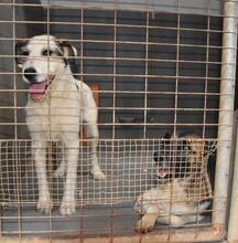 KATANA, Hund, Mischlingshund in Spanien - Bild 27