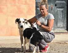 KATANA, Hund, Mischlingshund in Spanien - Bild 3