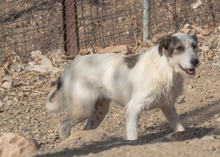 KATANA, Hund, Mischlingshund in Spanien - Bild 6
