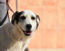 KATANA, Hund, Mischlingshund in Spanien - Bild 7