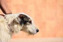 KATANA, Hund, Mischlingshund in Spanien - Bild 9