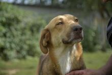 NATI, Hund, Mischlingshund in Ungarn - Bild 1