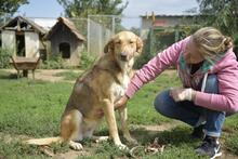 NATI, Hund, Mischlingshund in Ungarn - Bild 4
