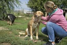 NATI, Hund, Mischlingshund in Ungarn - Bild 5