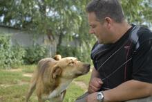 NATI, Hund, Mischlingshund in Ungarn - Bild 6