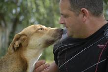 NATI, Hund, Mischlingshund in Ungarn - Bild 8