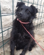 BESSY, Hund, Mischlingshund in Kroatien - Bild 1