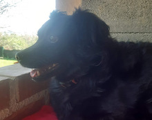 BESSY, Hund, Mischlingshund in Kroatien - Bild 10