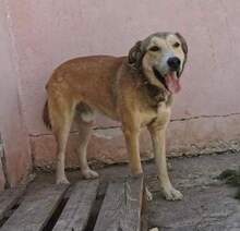 TUCKER, Hund, Mischlingshund in Rumänien - Bild 3
