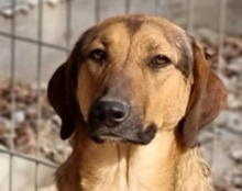 LINA, Hund, Mischlingshund in Kroatien - Bild 1