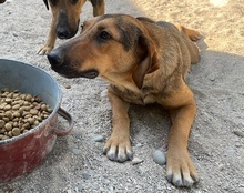 LINA, Hund, Mischlingshund in Kroatien - Bild 2