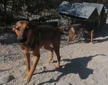 LINA, Hund, Mischlingshund in Kroatien - Bild 4