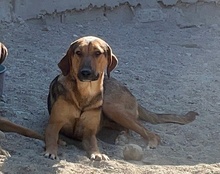 LINA, Hund, Mischlingshund in Kroatien - Bild 5