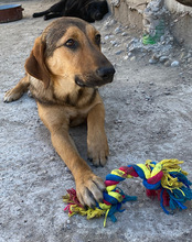 LINA, Hund, Mischlingshund in Kroatien - Bild 6