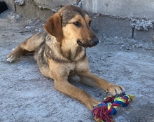 LINA, Hund, Mischlingshund in Kroatien - Bild 9